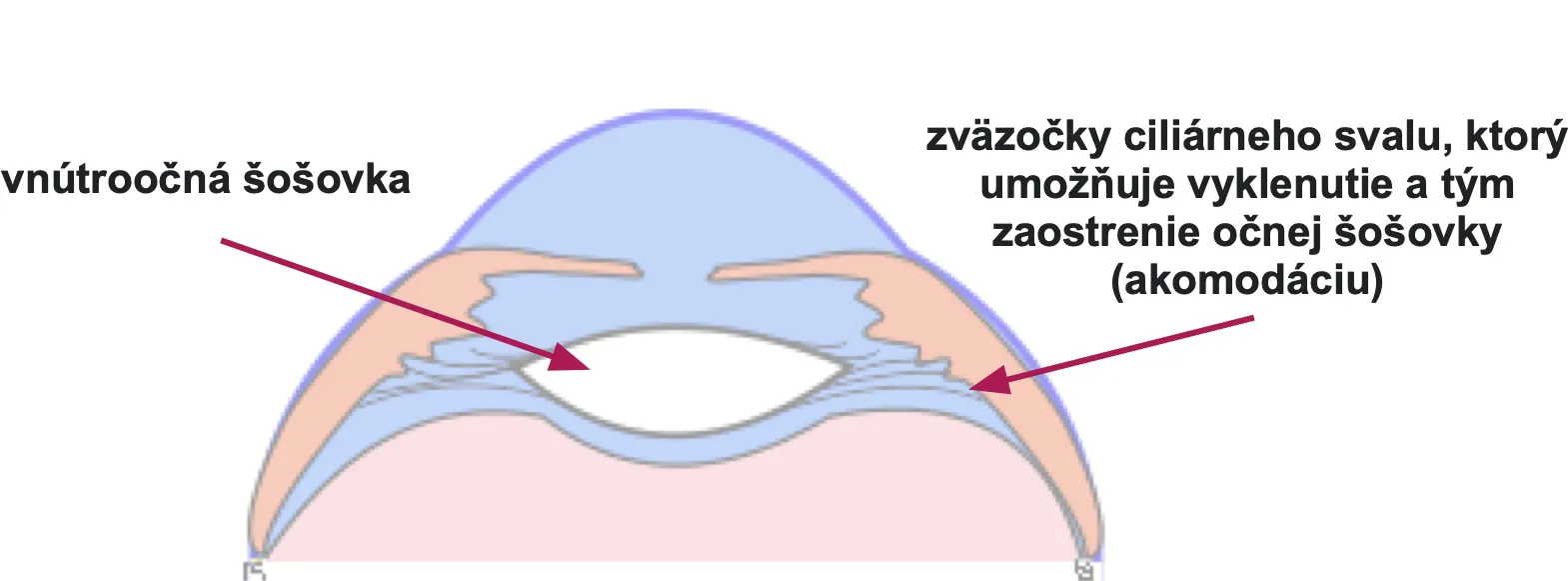 Schéma ciliárného svalu a princi zaostrovánia šošovky