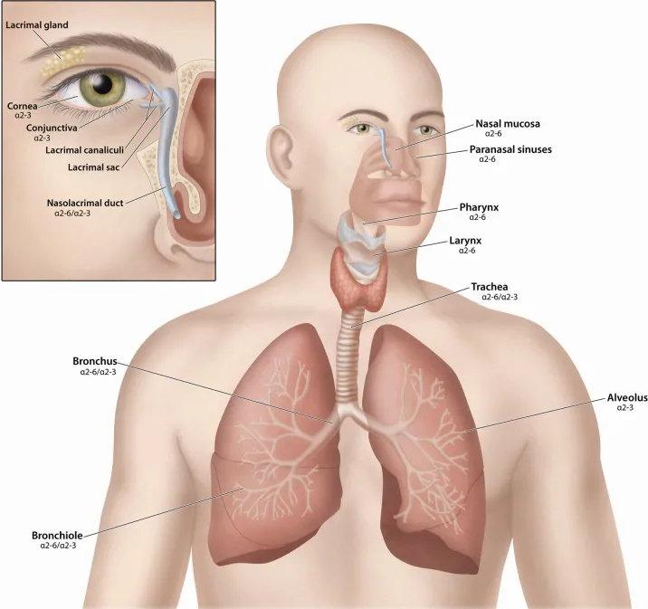 rozloženie receptorov pre vírusy chrípky na oku a dýchacích cestách, z článku: Ocular Tropism of Respiratory Viruses